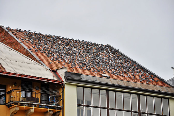 A2B Pest Control are able to install spikes to deter birds from roofs in West Bridgford. 