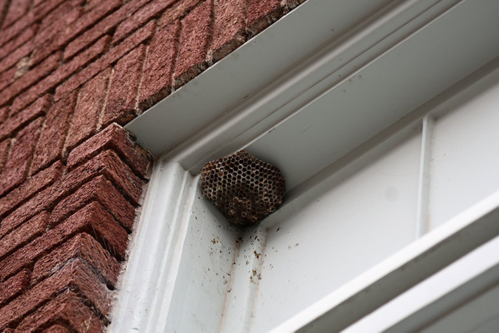 We provide a wasp nest removal service for domestic and commercial properties in West Bridgford.